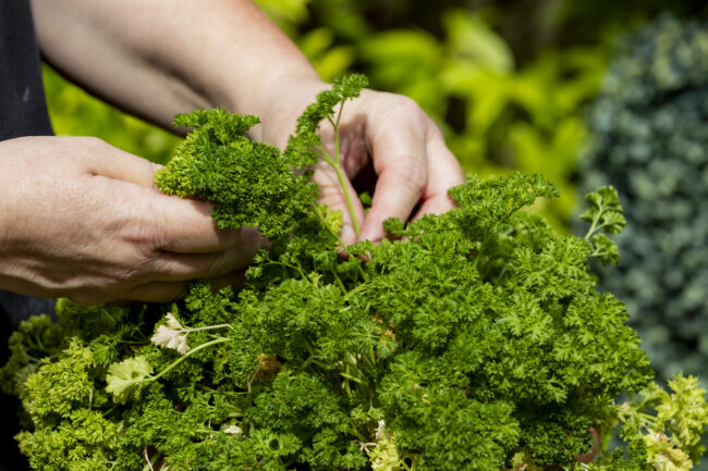 Herbs