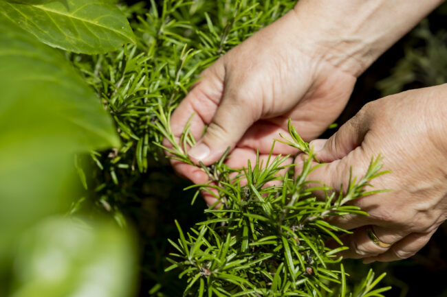 Herbs